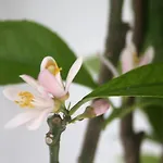 招待所 O Da Casa 佩尼契