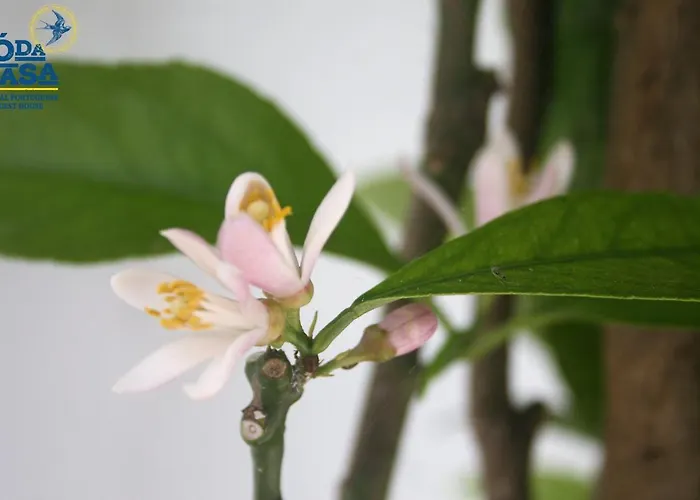 Guest house O Da Casa Peniche